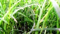 Cynodon dactylon dubh bermuda grass